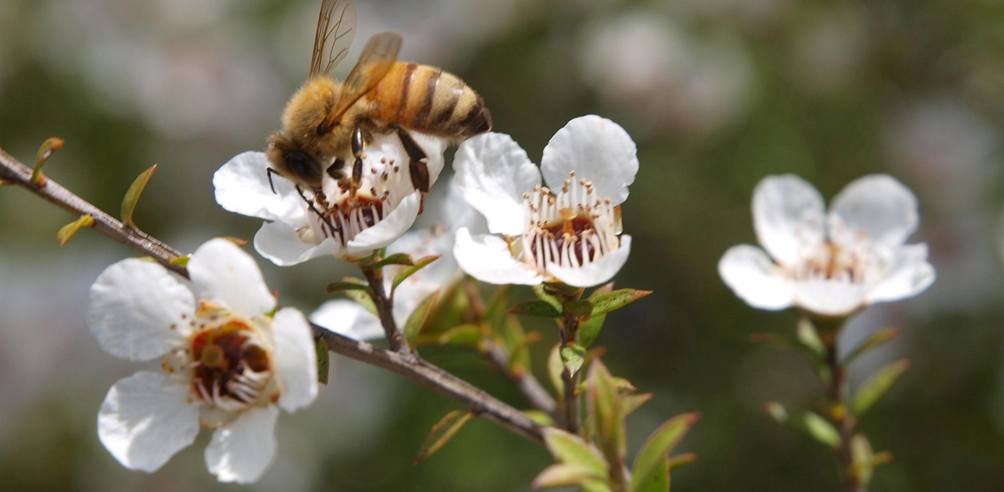 Manuka Honey